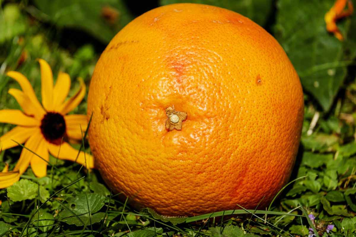 10 Health Benefits of Eating Oranges Everyday Side Effects How To Ripe