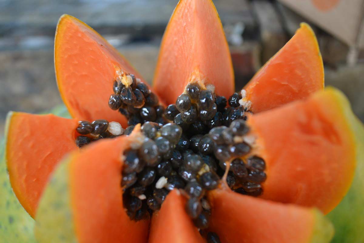 19 Health Nutrition Benefits of Eating Papaya, Time, Side Effects How