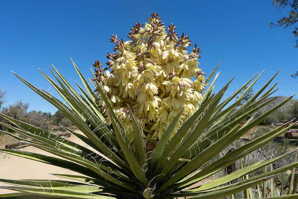 13 ScienceBacked Health and Nutritional Benefits of Yucca How To Ripe