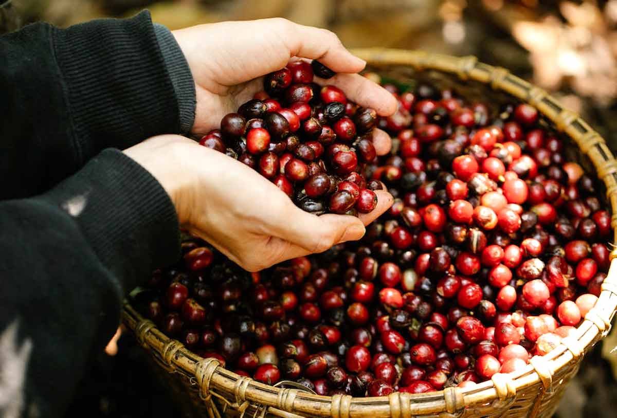 11 Scientifically Proven Health Benefits of Coffee Fruit How To Ripe