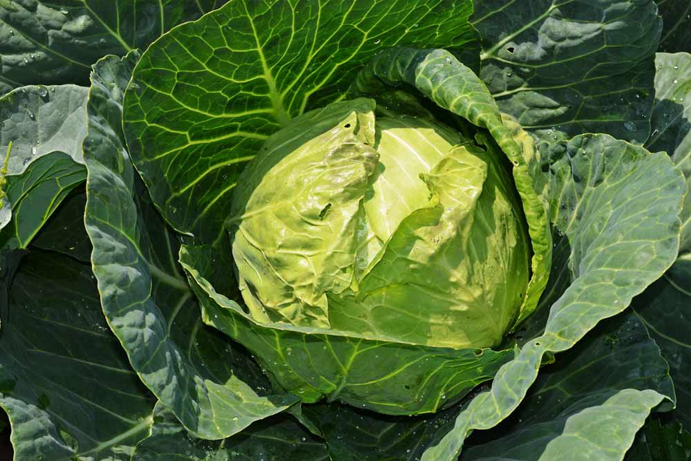 12 Health Benefits Of Eating Organic Cabbage Everyday How To Ripe 12-health-benefits-of-eating-organic-cabbage-everyday-how-to-ripe