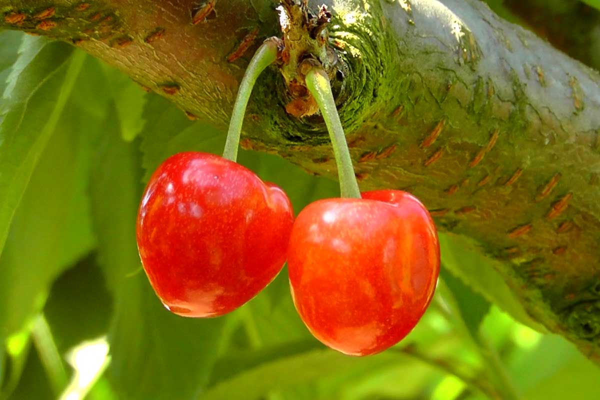 Benefits Of Eating Cherries