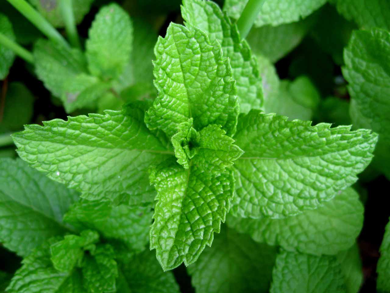 13 Proven Health Benefits of Eating Mint Leaves Daily How To Ripe