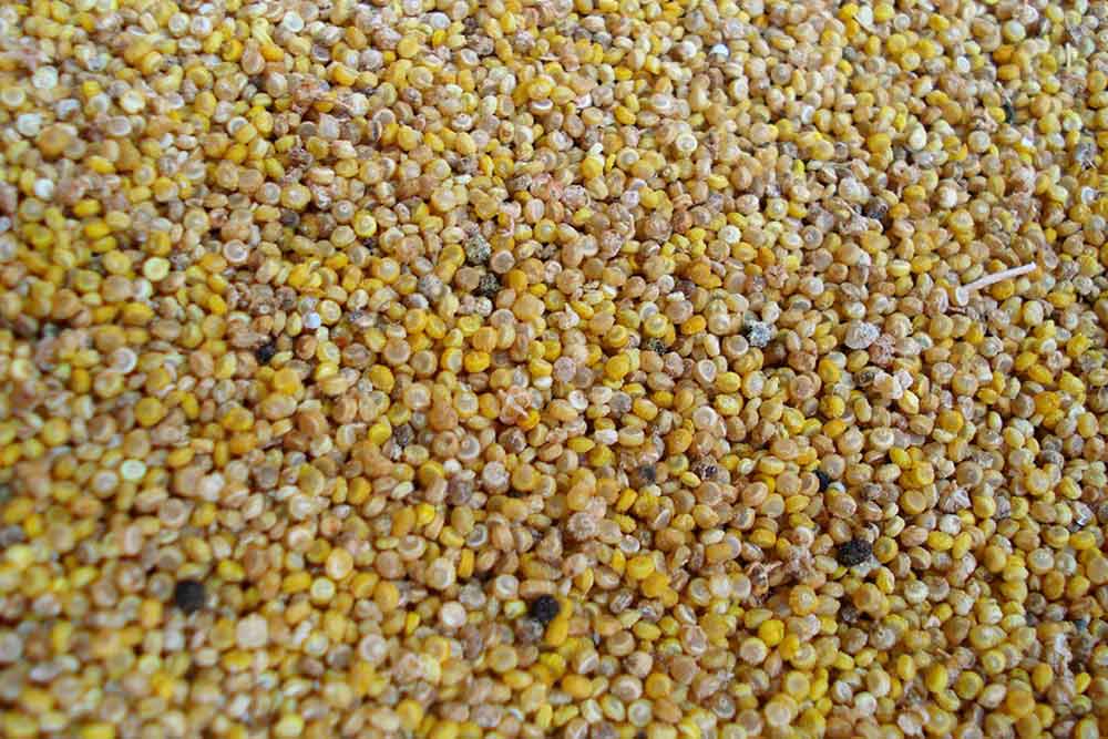 16 Science-Backed Health Benefits of Eating Quinoa Everyday - How To Ripe