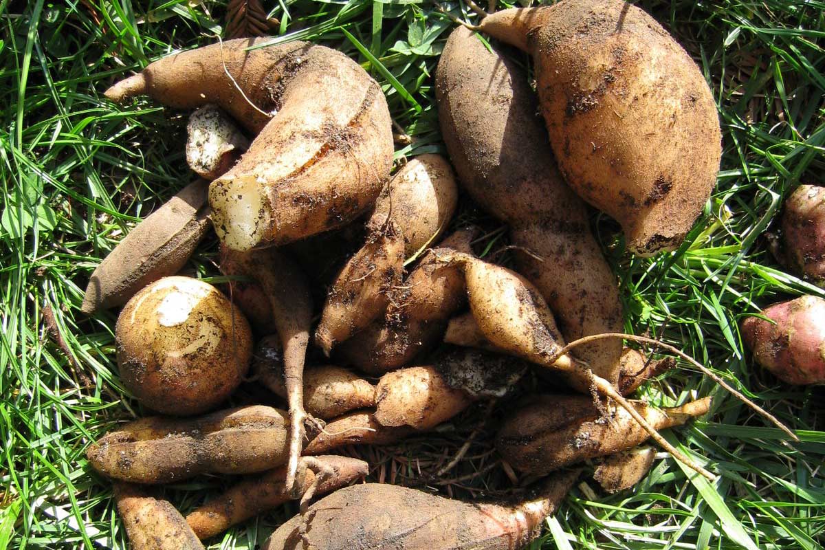 13 Ground Apple or Yacon Amazing Health Benefits How To Ripe