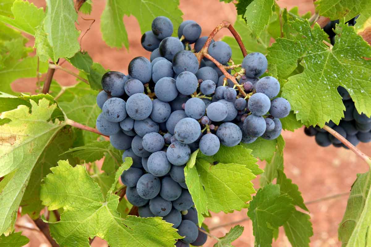 18 Proven Health Benefits of Eating Black Grapes Daily How To Ripe