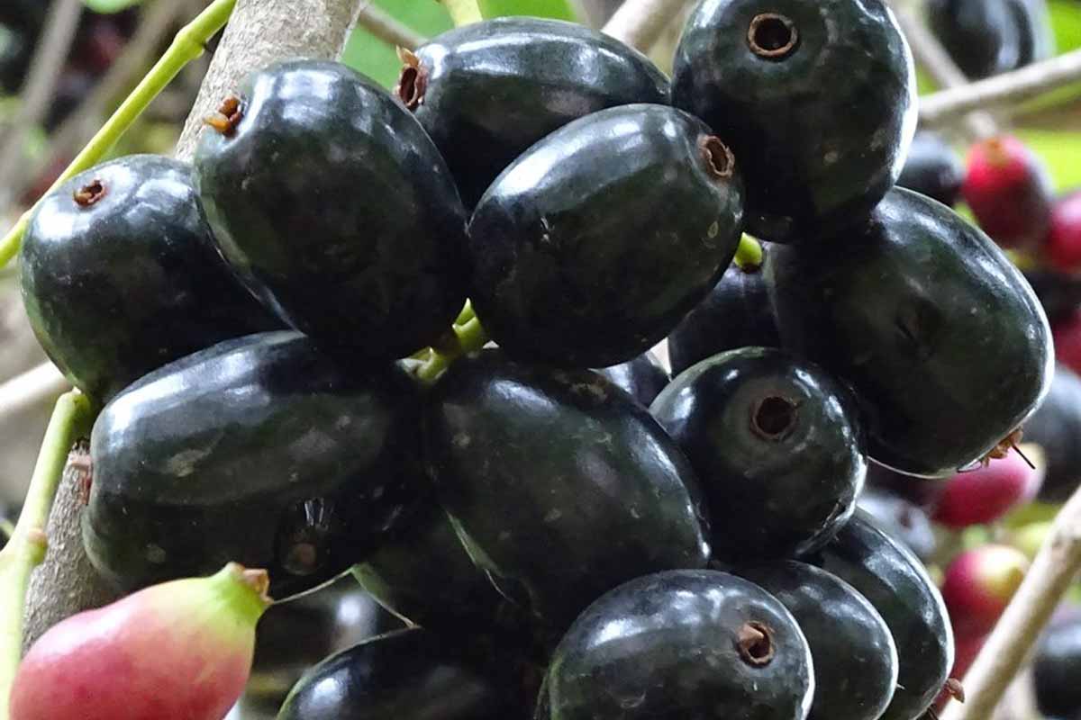 18 Amazing Health Benefits of Black Plum, or Jamun How To Ripe