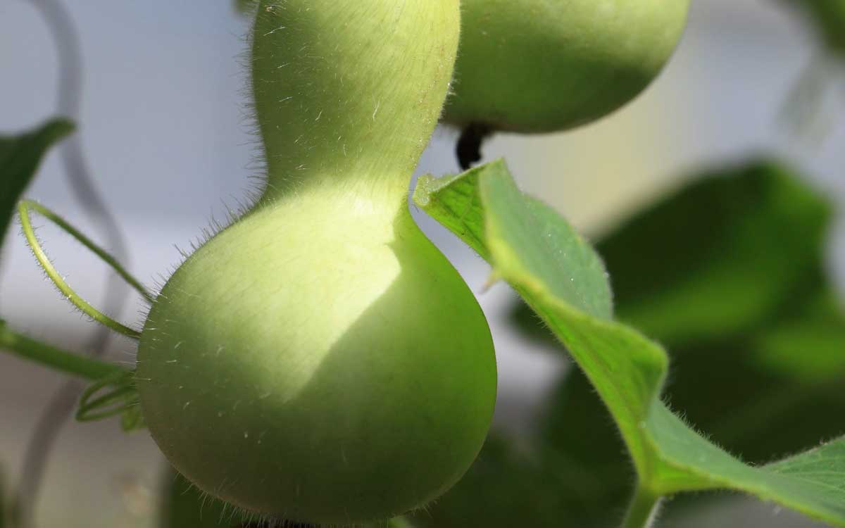 18 Proven Health Benefits of Bottle gourd, or Calabash How To Ripe