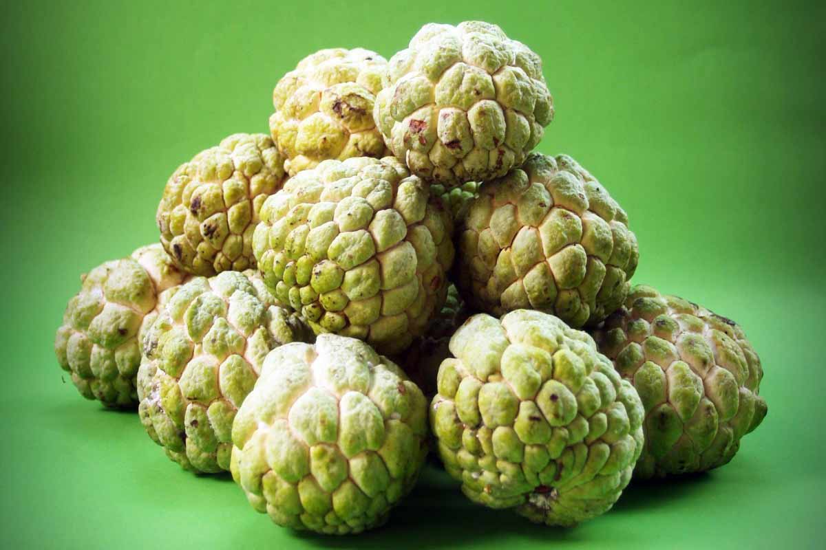 18 Scientifically Proven Health Benefits of Cherimoya - How To Ripe
