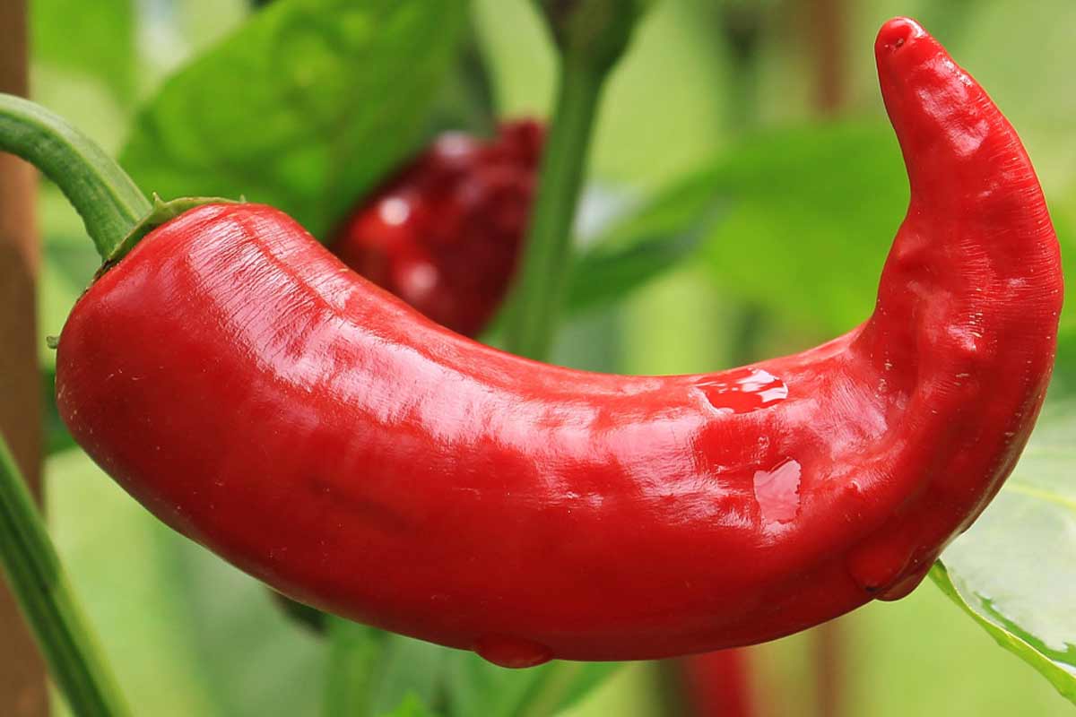 28 Scientifically Proven Health Benefits of Chili Peppers How To Ripe