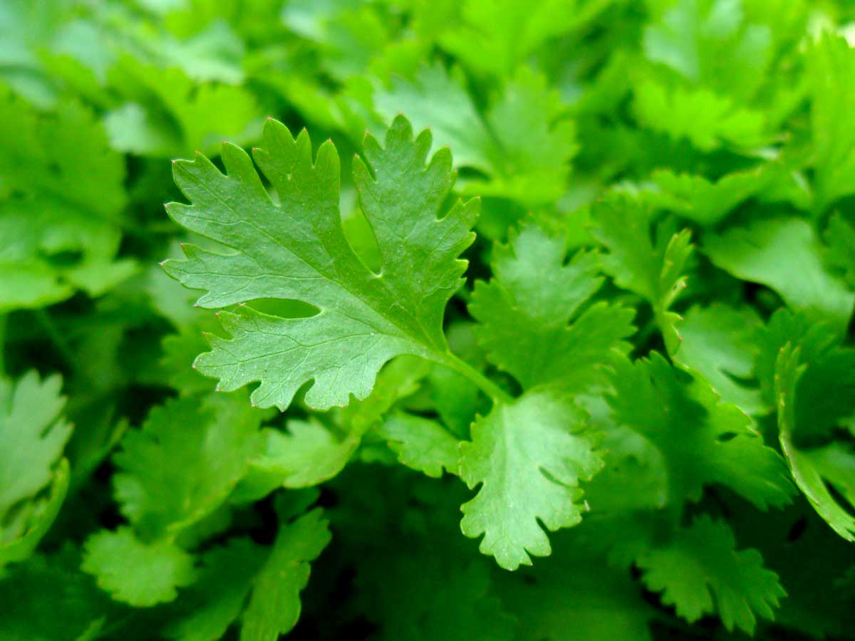 14 ScienceBacked Health Benefits of Coriander Leaves How To Ripe