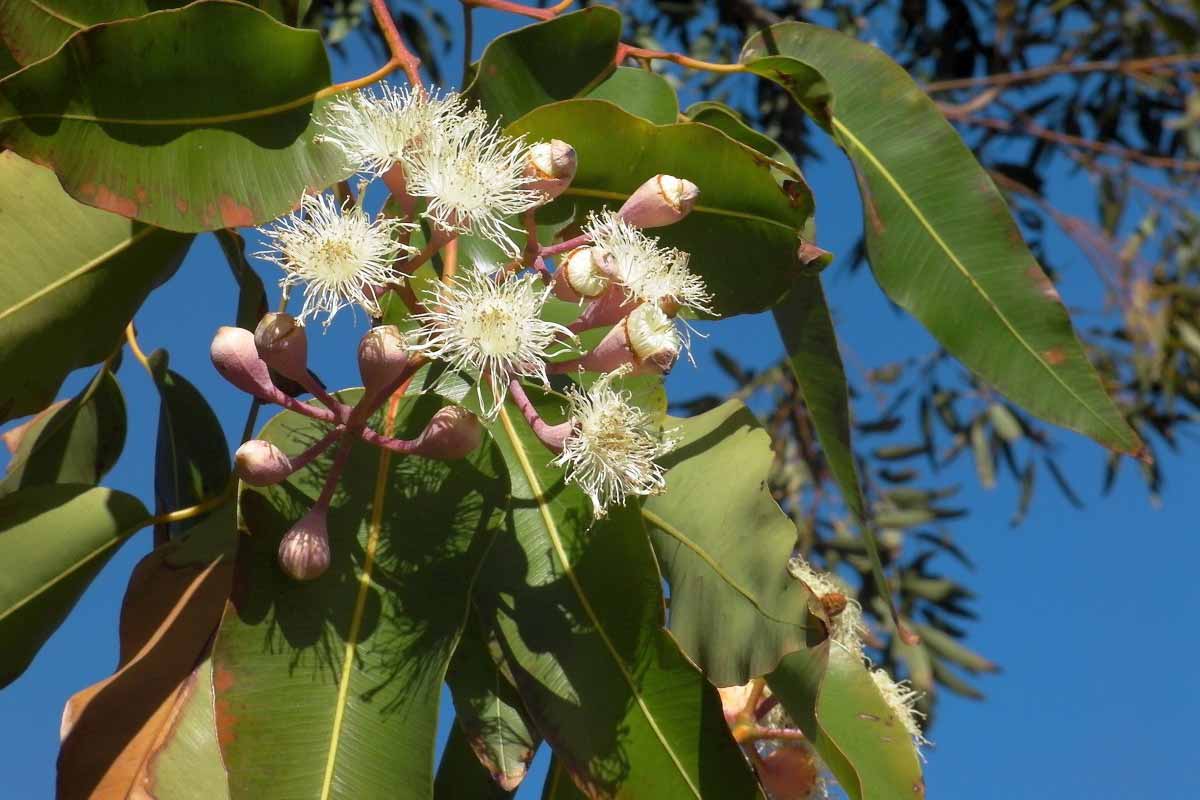 17 ScienceBacked Health Benefits of Eucalyptus How To Ripe