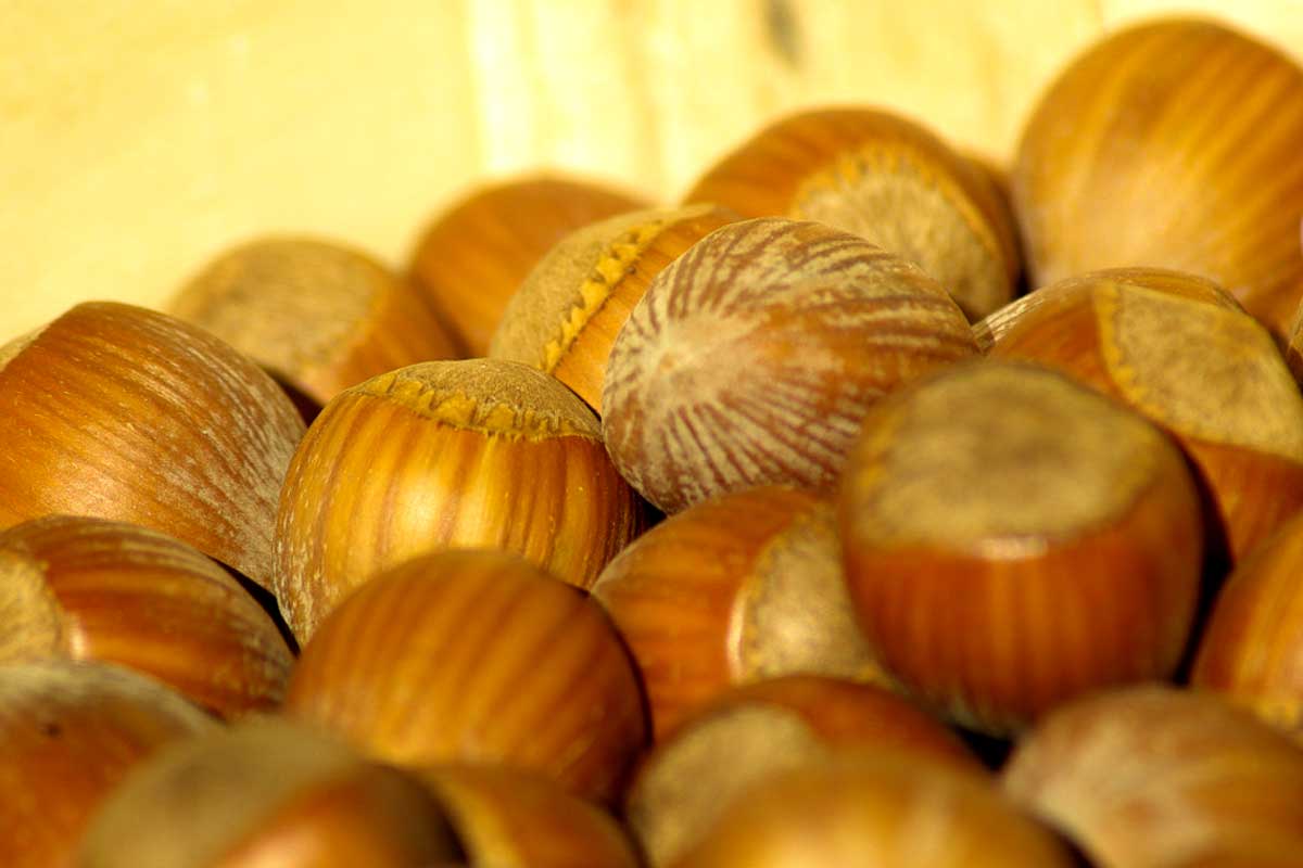 20 Scientifically Proven Health Benefits of Hazelnuts How To Ripe