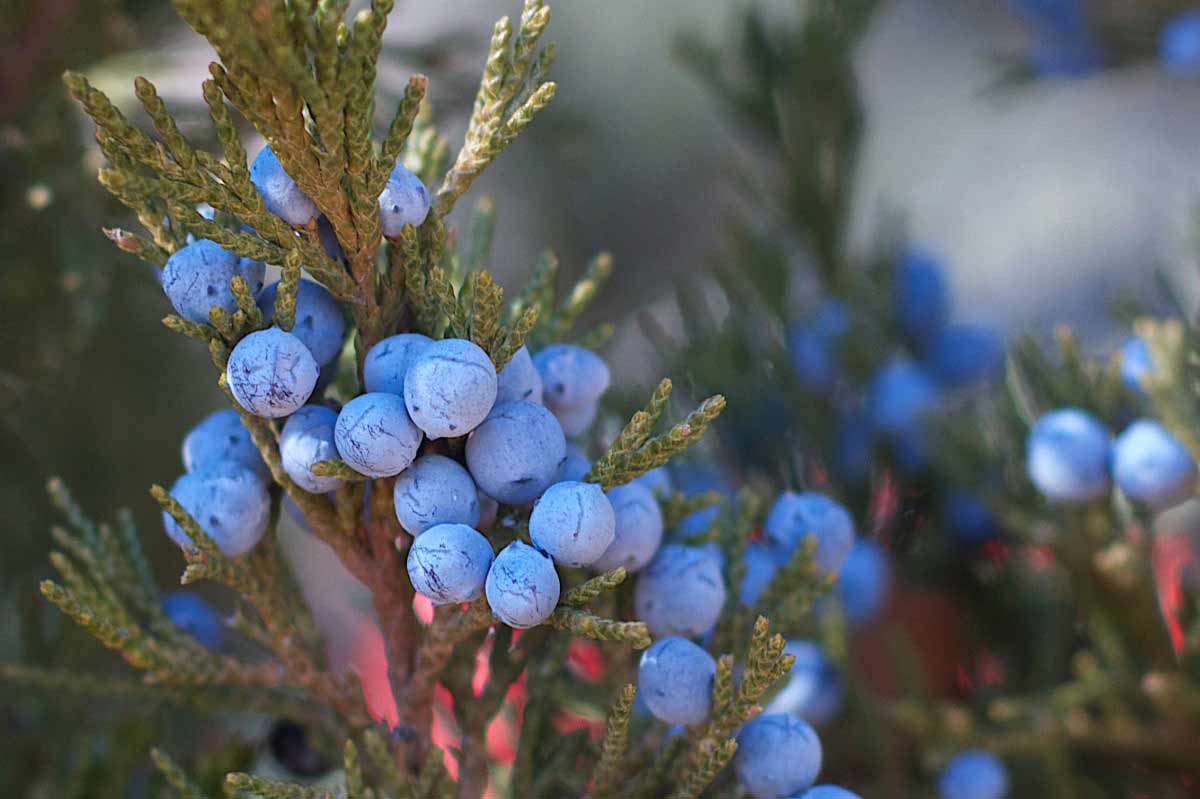 12 ScienceBacked Health Benefits of Juniper Berries How To Ripe