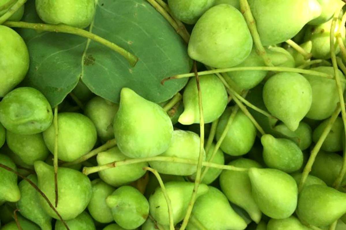 13 Health Benefits of Kakadu, or Billygoat Plum How To Ripe