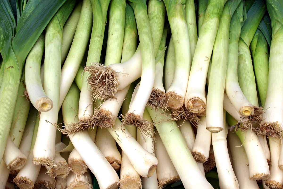 16 ScienceBacked Health Benefits of Leek Vegetable How To Ripe