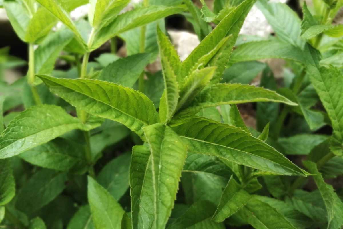 14 ScienceBacked Health Benefits of Lemon Verbena How To Ripe