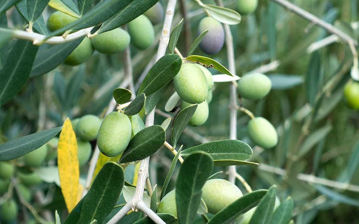 20 Scientifically Proven Amazing Health Benefits of Olive - How To Ripe