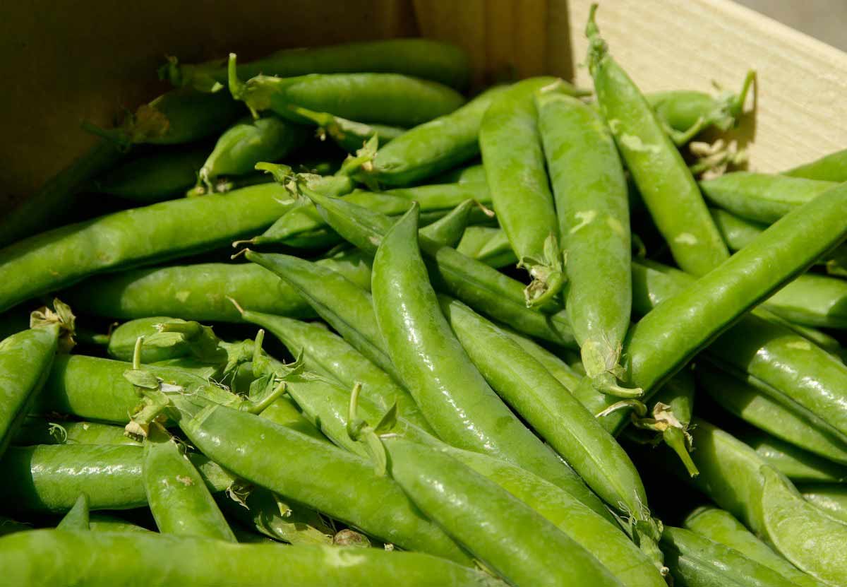 18 ScienceBacked Health Benefits of Snow or Snap Peas How To Ripe