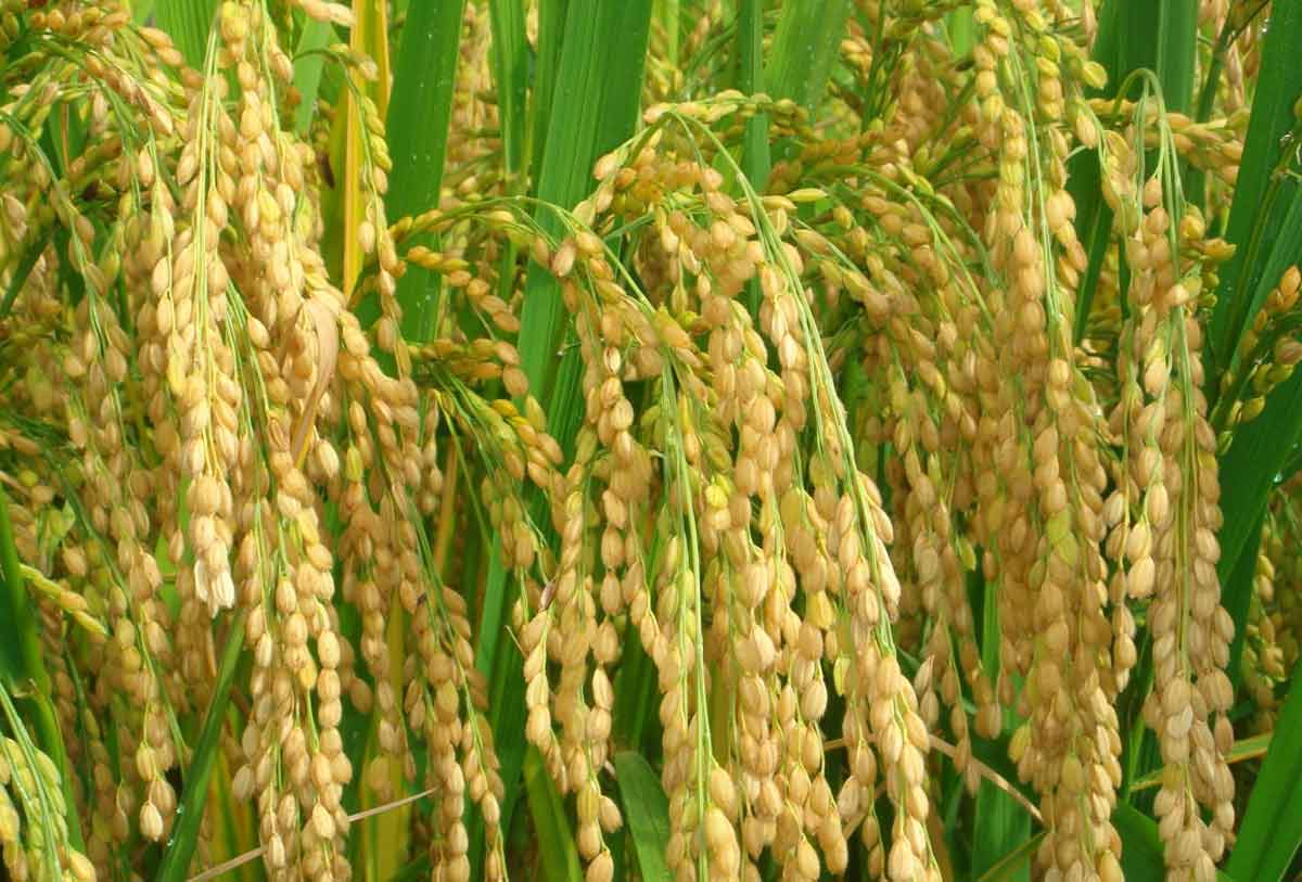 20 ScienceBacked Health Benefits of or Jowar How To Ripe