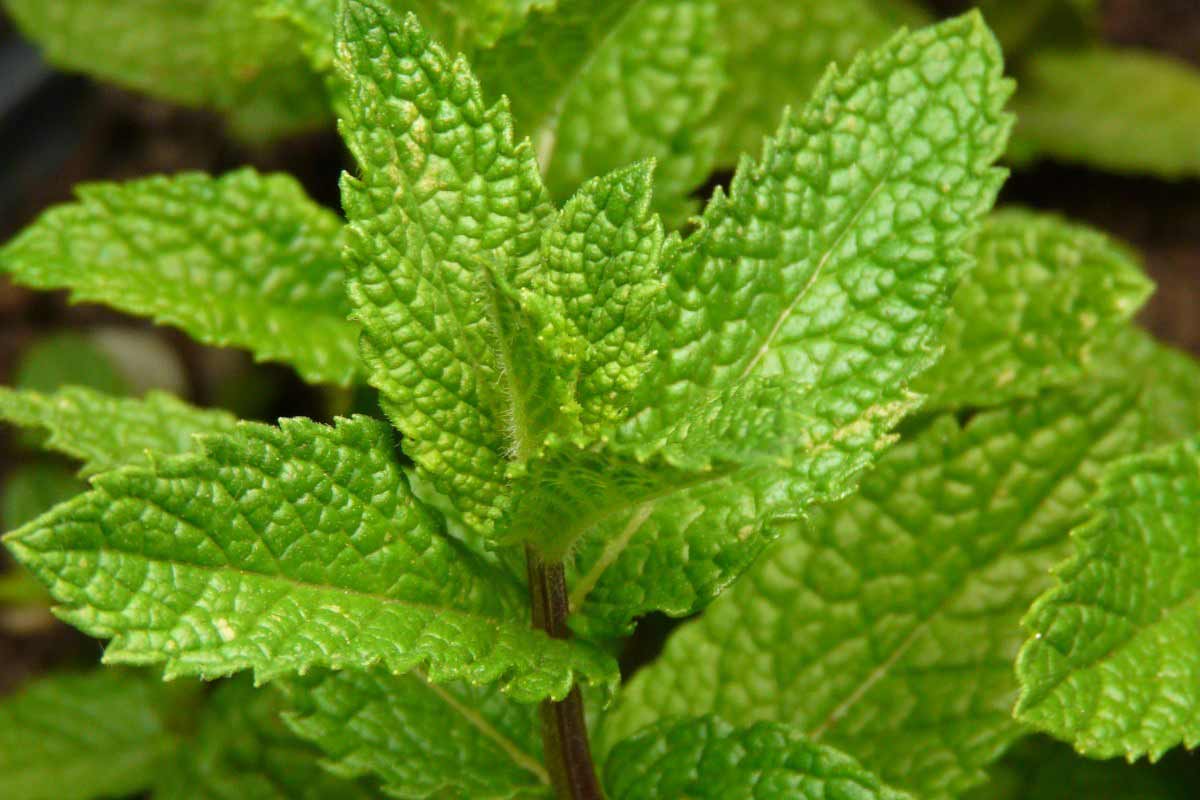 14 Scientifically Proven Health Benefits of