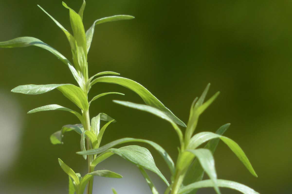 14 ScienceBacked Health Benefits of Tarragon Herb How To Ripe