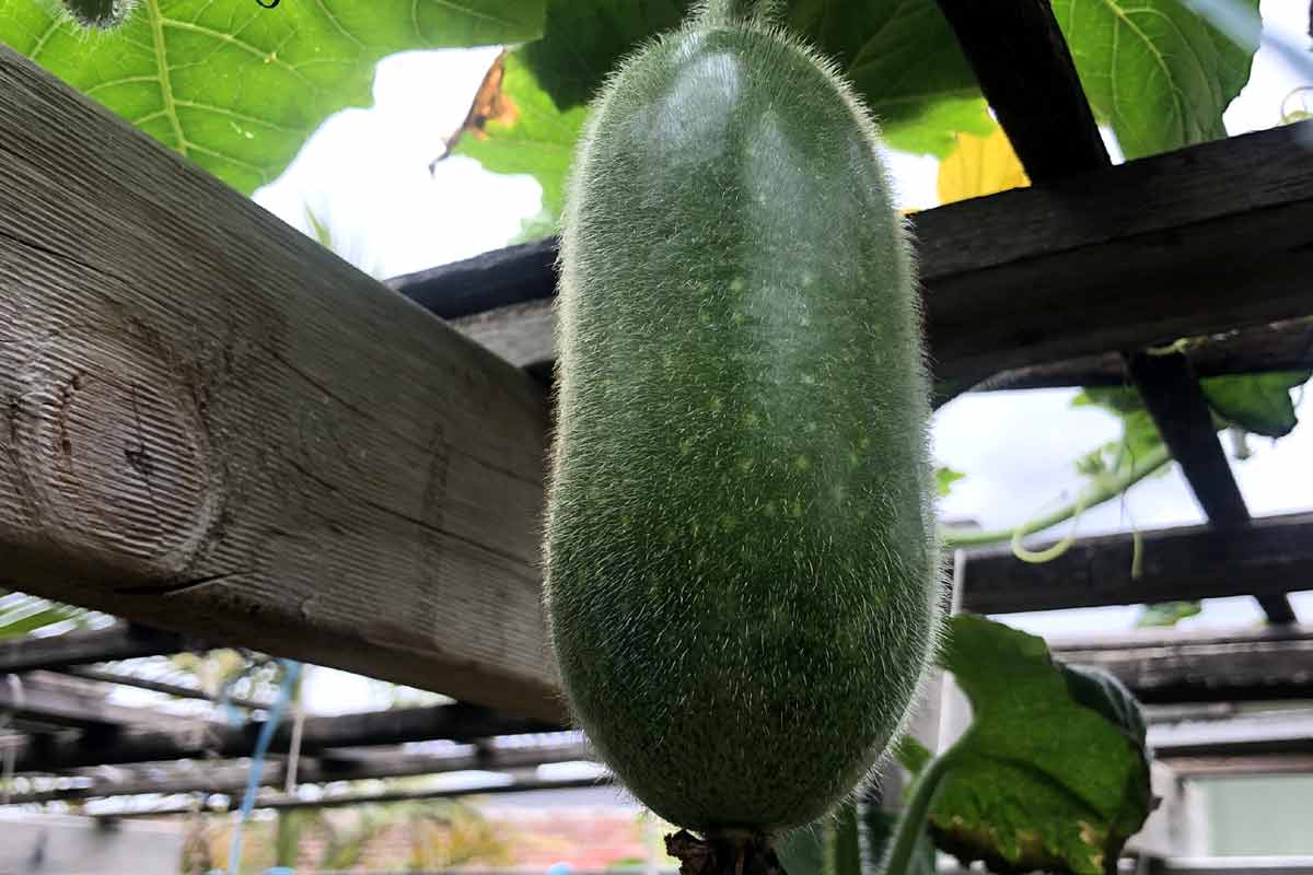 15 Proven Health Benefits of Winter Melon, or Ash Gourd How To Ripe