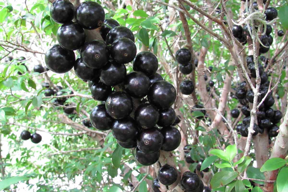 13 Amazing Jaboticaba Fruit Proven Health Benefits - How To Ripe