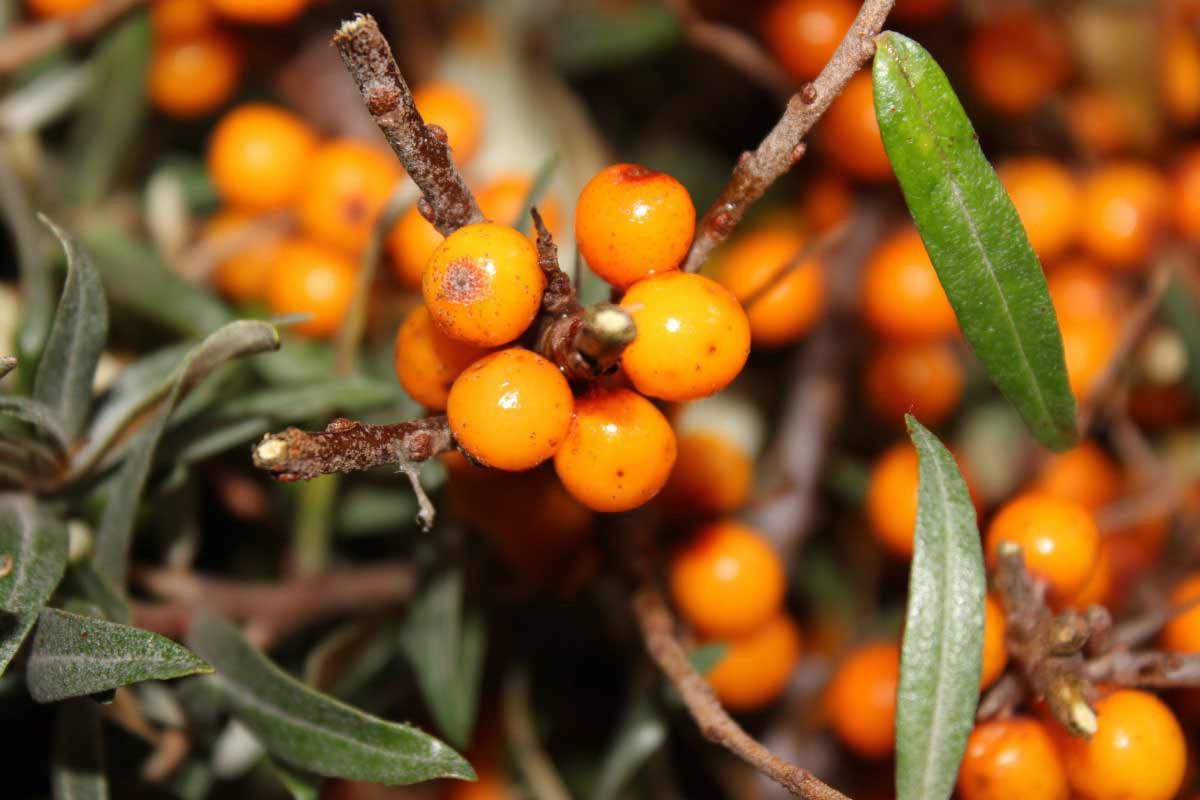 14 Amazing Sea Buckthorn Berry Health Benefits How To Ripe