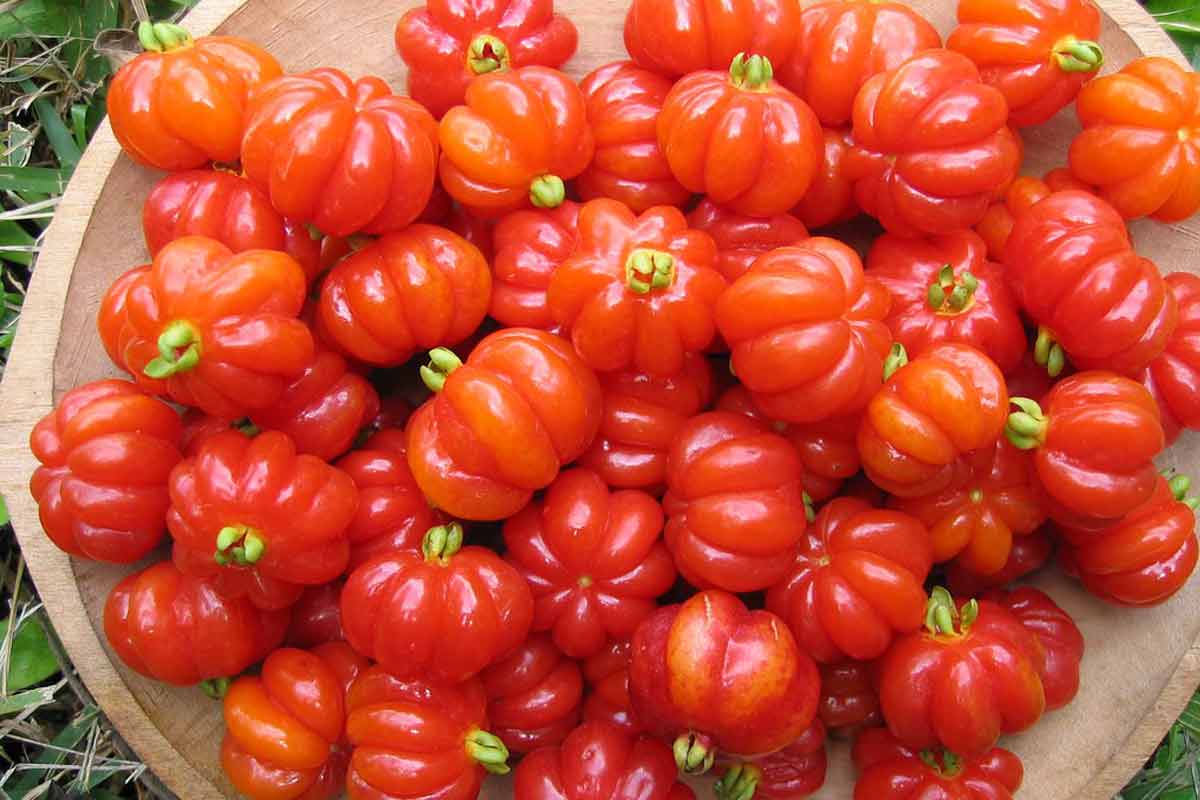 12 Surinam Cherry Science Backed Health Benefits How To Ripe surinam-cherry-fruit-plant-all-bangladesh-home-delivery