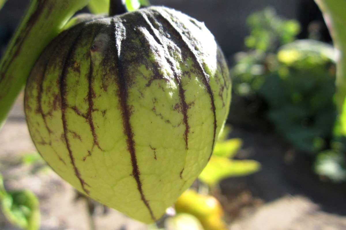 12 Amazing Tomatillo Nutritional and Health Benefits How To Ripe