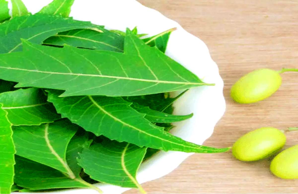 20 Health Benefits of Neem Leaf Nutrition, Uses, Side Effects How To